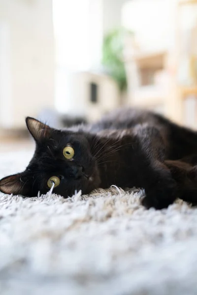 Halıya uzanmış kara kedi. Yüksek kalite fotoğraf