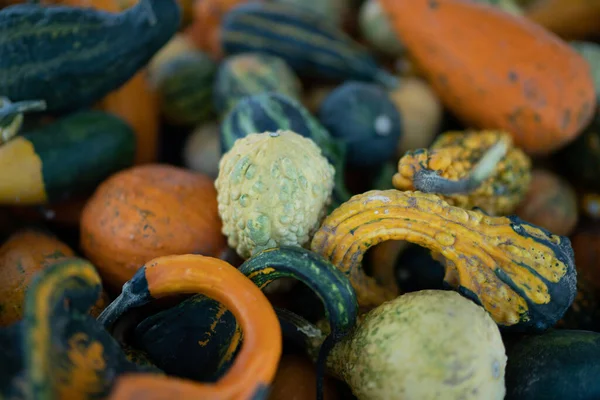 Üzerinde farklı renkte baloncuklar olan balkabakları. Yüksek kalite fotoğraf