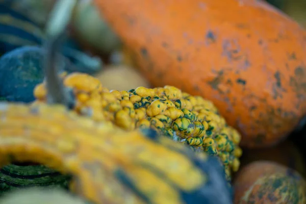 Üzerinde baloncuklar olan balkabağı. Yüksek kalite fotoğraf