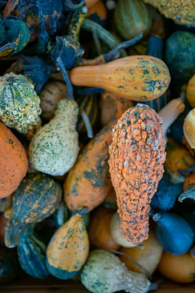 Farklı şekillerde dekorasyon için balkabakları