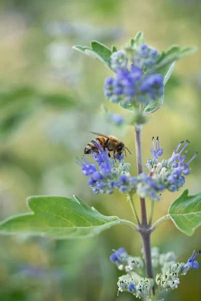 Mor çiçekte bir arı