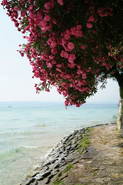 İtalya 'da gölde pembe çiçekli bir ağaç