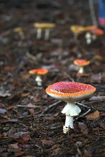 Cogumelo vermelho com água no tempo forrest autum — Fotografia de Stock