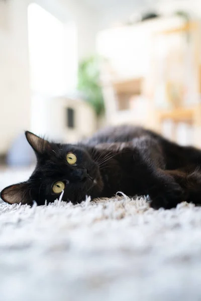 Gatto nero che posa su un tappeto guardando il soffitto — Foto Stock