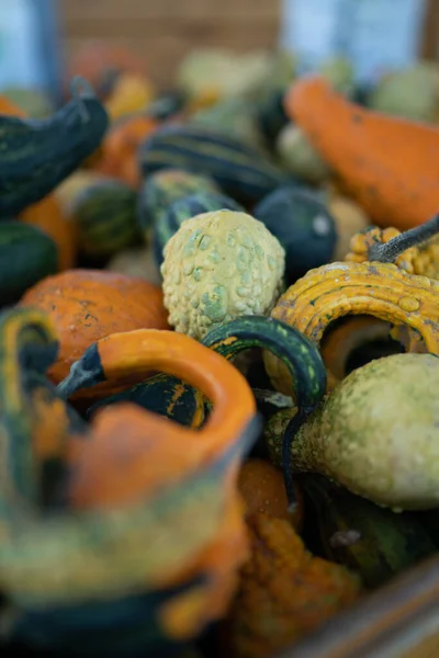 Farklı boyutlarda ve biçimlerde balkabakları