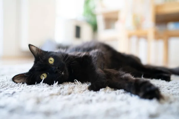 Μαύρη γάτα ξαπλωμένη στο χαλί — Φωτογραφία Αρχείου