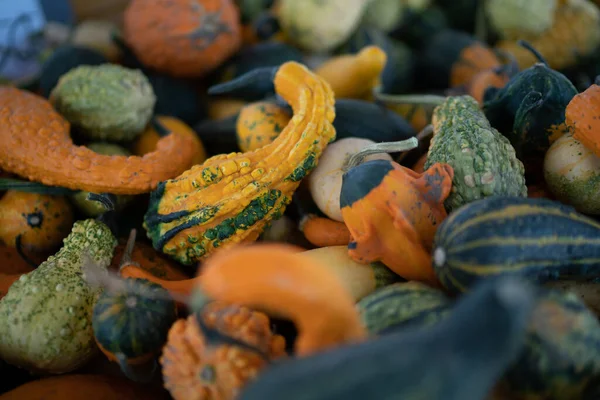 Farklı renkte balkabakları üst üste