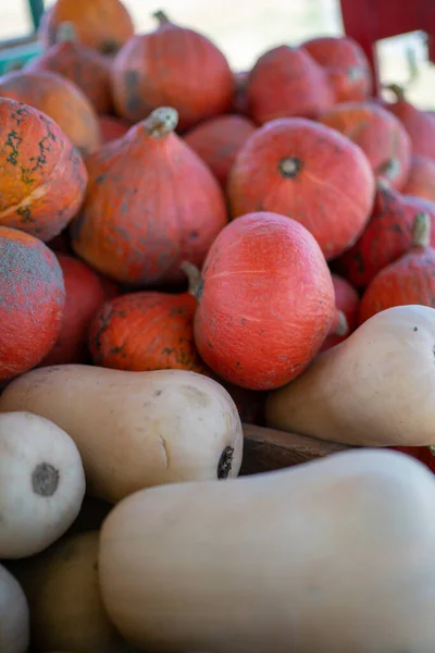 Beyaz balkabaklarının üstünde kırmızı balkabakları