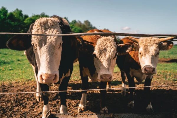 Üç inek çitin arkasında dikiliyor.