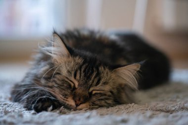 Tatlı rakun kedi halıda uyuyor.