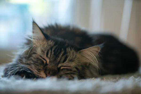 Dormindo maincoon gato no tapete — Fotografia de Stock