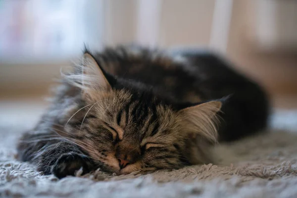 Tatlı rakun kedi halıda uyuyor.