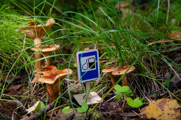 표지판인 가스실 잔디에 있으며 가을에 요리용 버섯을 배경으로 — 스톡 사진