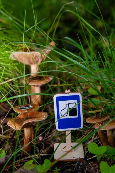 Cartello Stradale Giocattolo Distributore Benzina Erba Verde Sullo Sfondo Funghi — Foto Stock