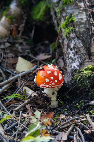 Amanita Nas Raízes Uma Árvore Velha Floresta Dia Outono Fechar — Fotografia de Stock