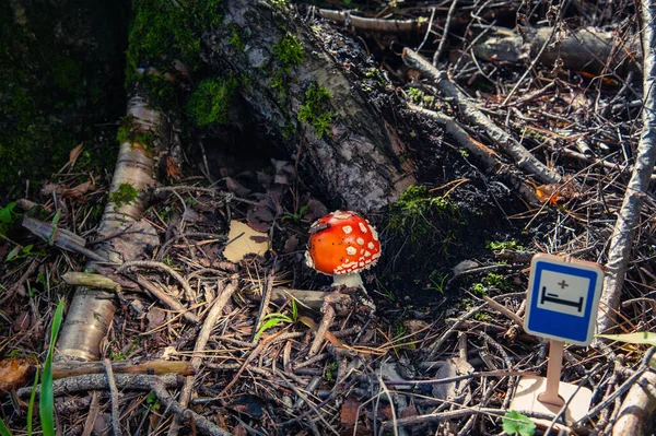 Amanita Nelle Radici Albero Ricoperto Muschio Una Giornata Sole Autunnale — Foto Stock