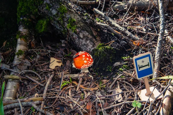 Amanita Στις Ρίζες Ενός Δέντρου Καλυμμένο Βρύα Μια Ηλιόλουστη Μέρα — Φωτογραφία Αρχείου