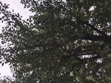 Şehirde sonbahar ağacı 