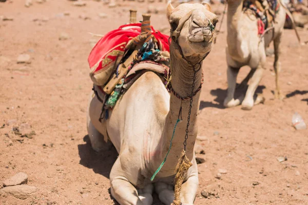 Camel Desert — Stock Photo, Image