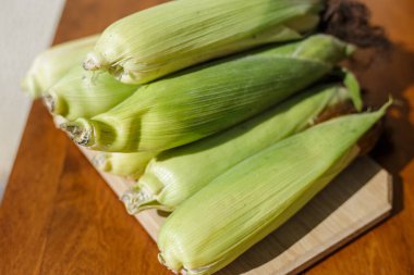 Koçanda taze mısır