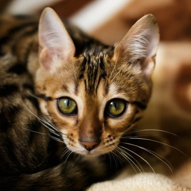 Bir kedinin portresini kapat.