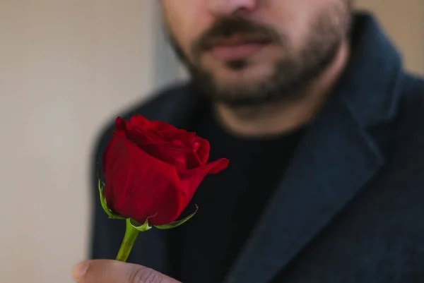 The red rose in man\'s hand. Brutal man gifts the red rose