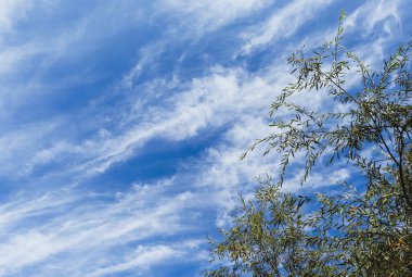 Saf mavi yaz gökyüzü, beyaz bulutlar yeşil dallar arasında...