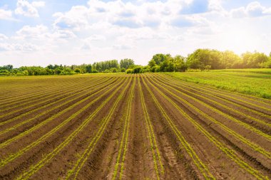 İlkbaharda kırsalda ekilmiş sebze tarlası.