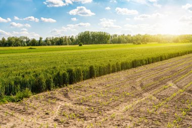 Baharda yeşil buğday tarlası ve ekilmiş sebze tarlası..