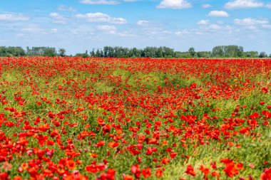 Kırsal kesimde kırmızı haşhaş tarlası yenilendi