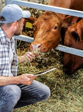 Çiftçi, bir çiftlik hayvanının ineğini düşük metan ile besler ve verileri dijital tablete kaydeder..