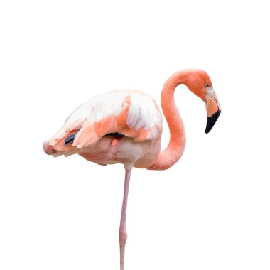 Bir flamingonun vektör illüstrasyonu.