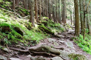 taş adımları yoğun bir orman yolu