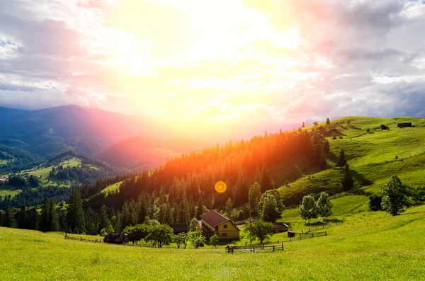 güneşli havalarda dağın üzerinde çayıra