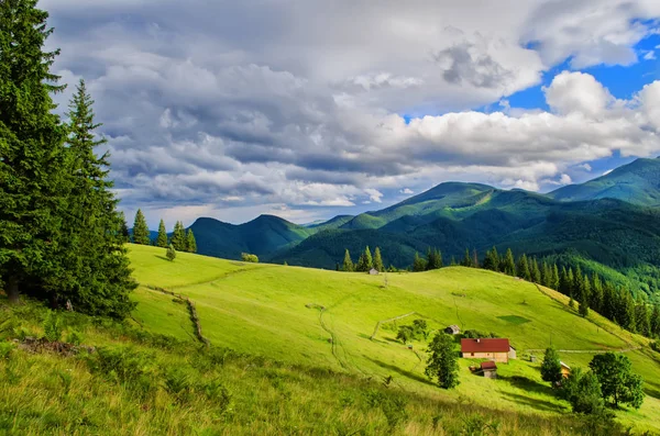 güneşli havalarda dağın üzerinde çayıra