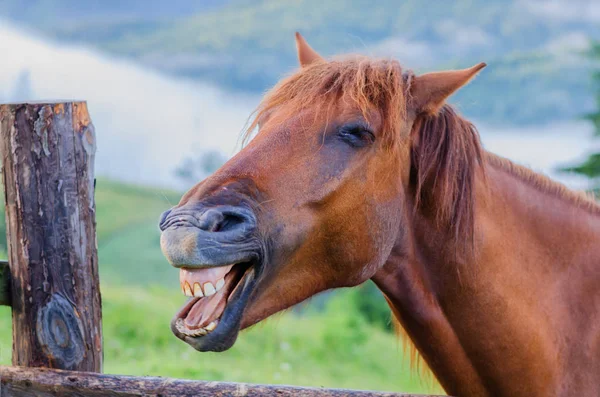 Bruin paard op de wei in de bergen — Stockfoto