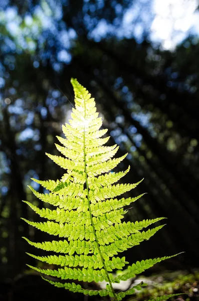 Hoja de helecho con luz solar sobre un fondo de un bosque oscuro —  Fotos de Stock