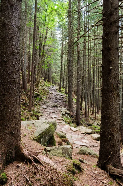 taş adımları yoğun bir orman yolu