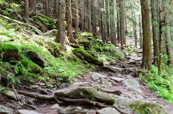 taş adımları yoğun bir orman yolu