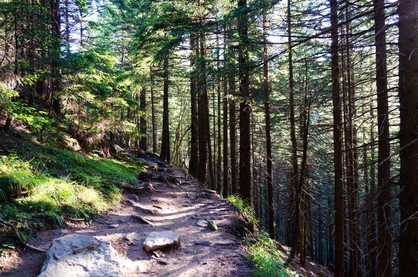 taş adımları yoğun bir orman yolu