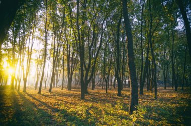 karanlık park ağaç gölgeli gündoğumu adlı