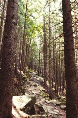 dağın tepesine önde gelen taş yolu