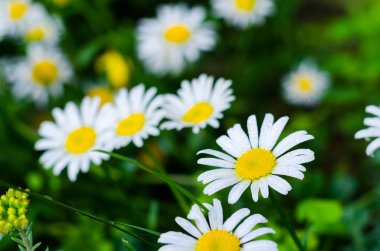 yeşil çim bir arka plan üzerinde beyaz papatya