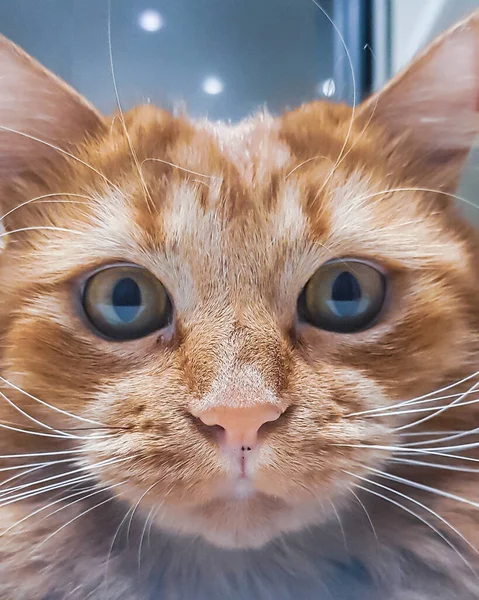 Kedi kameraya yakından bakıyor.