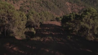 Ufka doğru eğilen orman yolunun havadan görüntüsü.