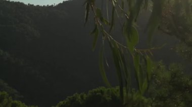 Bir bisiklet izini ortaya çıkarmak için geriye doğru hareket eden yaprakların ayrıntıları