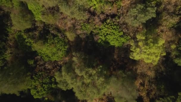 Widok Lotu Ptaka Drzewa Górskie Poruszające Się Tyłu Pochylające Się — Wideo stockowe