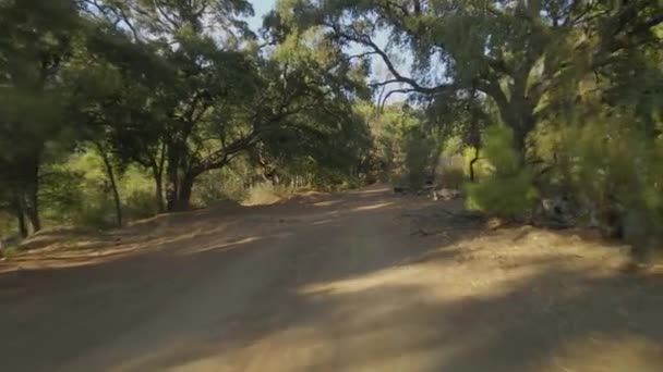Forward Dolly Shot Trees Dirt Path — Stock Video