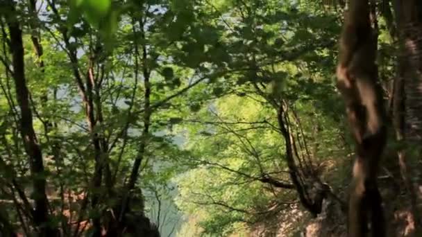 Pohledu dolů po svahu strmé hilllside proudu níže v lese. — Stock video