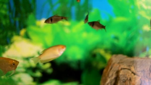 Aquarium mit Fischen und Algen — Stockvideo